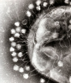 Bacteria-virus arms race provides rare window into rapid and complex evolution
