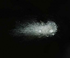 Researchers develop novel selenium nanoparticles for managing postmenopausal osteoporosis