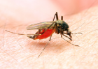 A fire brigade against mosquitoes: New technology can protect against the spread of tropical diseases