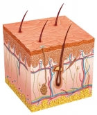 Scientists 3D-print hair follicles in lab-grown skin