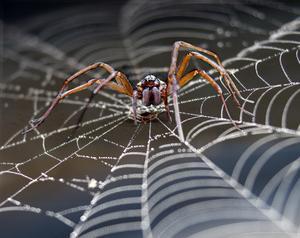 Bionic silkworms with spider genes spin fibers 6x tougher than Kevlar