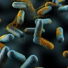 New antibiotic kills pathogenic bacteria, spares healthy gut microbes