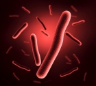 Microbes could help reduce the need for chemical fertilizers