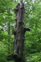 Using a parasite pest to create bioluminescent wood