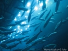 Designer microbe shows promise for reducing mercury absorption from seafood