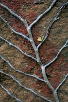 Nanoparticles successfully deliver genetic material to plants via roots