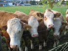 Bacteria biofilter reduces pig farm methane emissions