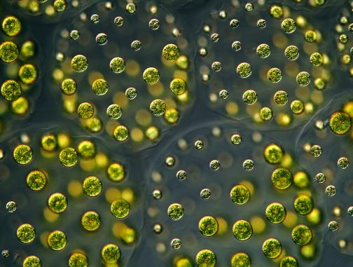 Magnetic microalgae: Tiny swimmers are on a mission to become robots