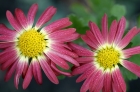 A delicate nanoflower that is downright deadly to bacteria