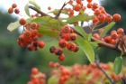 Plant Doctor: An AI system that watches over urban trees without touching a leaf