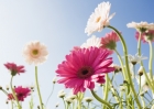Researchers resurrect extinct gene in plants with major implications for drug development