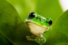 Mapping of a gigantic salamander genome reveals secrets of regeneration