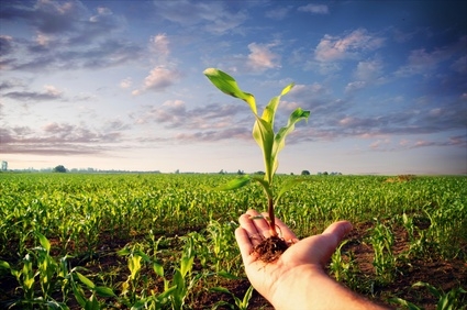Mushroom-based composting can cut farm waste, pathogens and antibiotic resistance genes