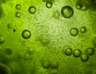Unlocking Spirulina secrets to supercharge vaccines